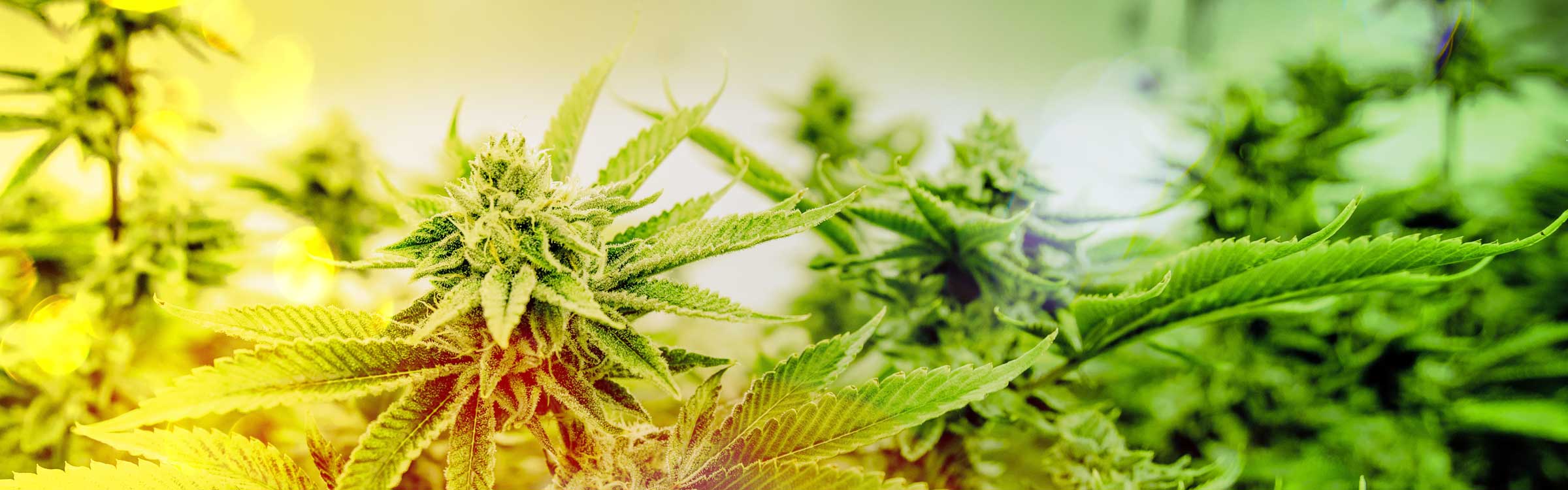 marijuana plants in grow facility
