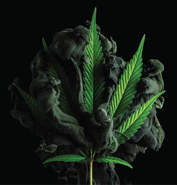 marijuana plant with smoke behind it