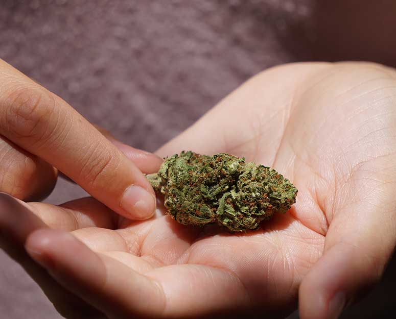 hands holding marijuana bud